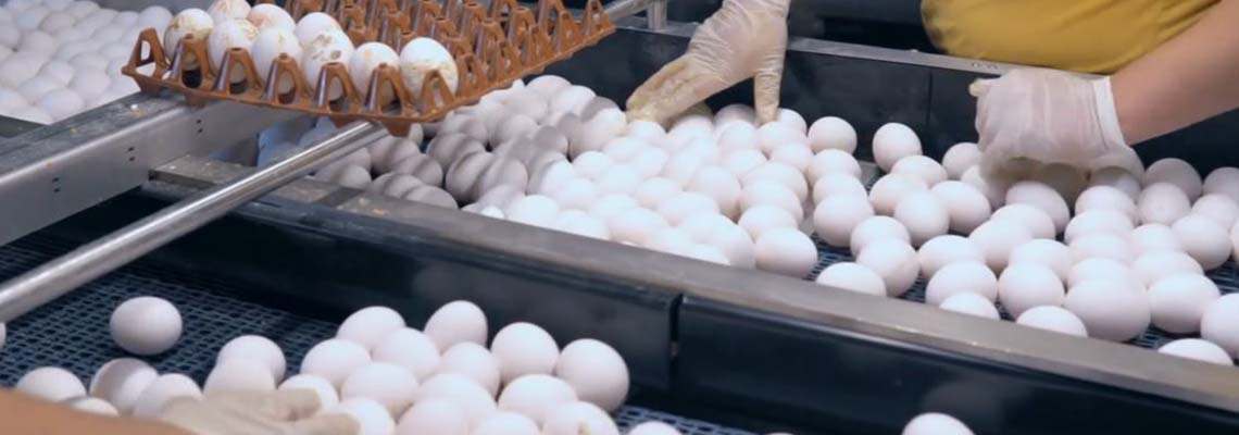 Información general sobre los ovoproductos