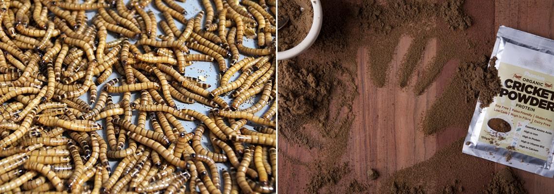 Cría de insectos en polvo - Palamatic