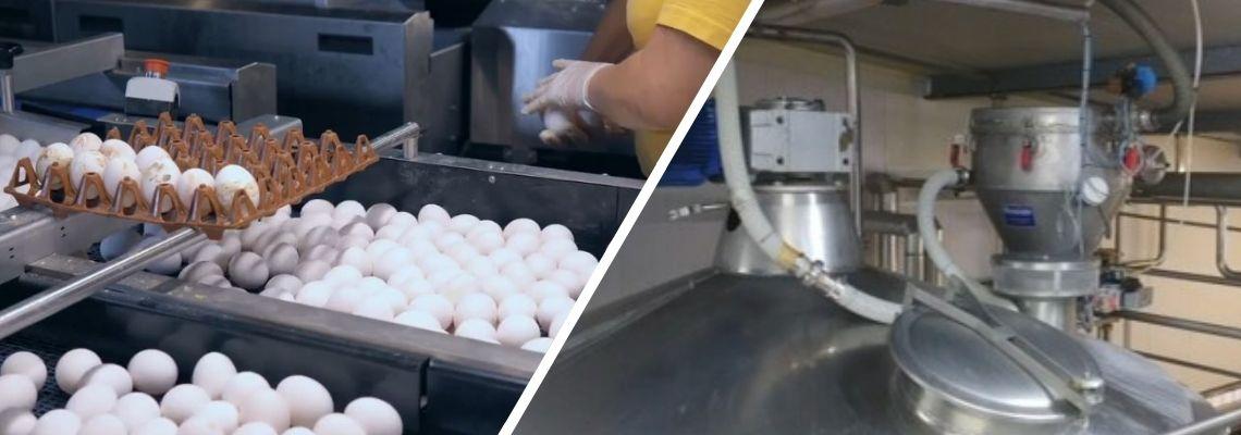 Líneas de producción de ovoproductos 