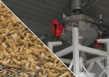 Proceso para el tratamiento de las cáscaras de los insectos Proceso para el tratamiento de las cáscaras de los insectos