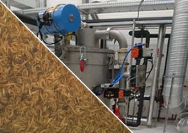 Taller de clasificación de insectos entomocultura Taller de clasificación de insectos entomocultura