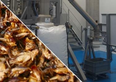 Embalagem de farinha de insetos Embalagem de farinha de insetos