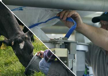 palamatic-process-flexmix-label-es Una persona utiliza una tubería azul para interactuar con una máquina gris mientras sujeta una vaca blanca y negra.