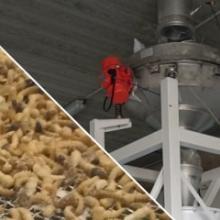 Proceso para el tratamiento de las cáscaras de los insectos Proceso para el tratamiento de las cáscaras de los insectos