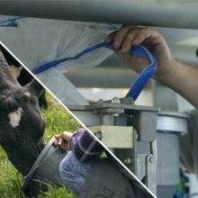 palamatic-process-flexmix-label-es Una persona utiliza una tubería azul para interactuar con una máquina gris mientras sujeta una vaca blanca y negra.