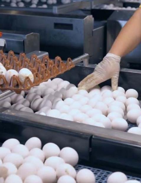 Cosas que hay que saber sobre la industria del huevo